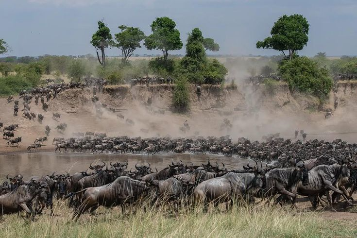 7 Days Tanzania Special Migration Safari
